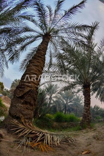 نخيل التمر، شجرة من فصيلة النخيل تُزرع لثمارها الحلوة الصالحة للأكل. وقد حظي نخيل التمر بتقدير كبير منذ أقدم العصور.