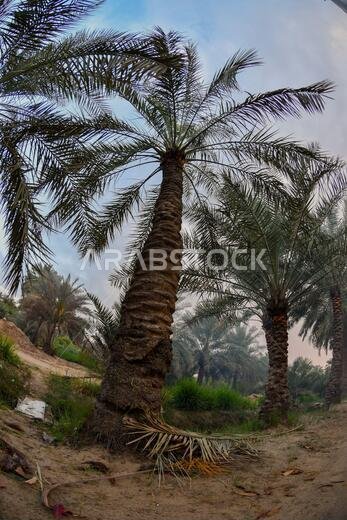 نخيل التمر، شجرة من فصيلة النخيل تُزرع لثمارها الحلوة الصالحة للأكل. وقد حظي نخيل التمر بتقدير كبير منذ أقدم العصور.