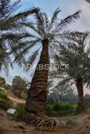 نخيل التمر، شجرة من فصيلة النخيل تُزرع لثمارها الحلوة الصالحة للأكل. وقد حظي نخيل التمر بتقدير كبير منذ أقدم العصور.