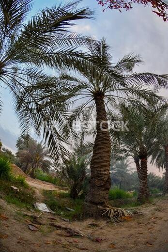 نخيل التمر، شجرة من فصيلة النخيل تُزرع لثمارها الحلوة الصالحة للأكل. وقد حظي نخيل التمر بتقدير كبير منذ أقدم العصور.