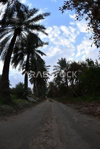 نخيل التمر، شجرة من فصيلة النخيل تُزرع لثمارها الحلوة الصالحة للأكل. وقد حظي نخيل التمر بتقدير كبير منذ أقدم العصور.