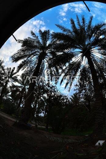 Date palm , tree of the palm family cultivated for its sweet edible fruits. The date palm has been prized from remotest antiquity.