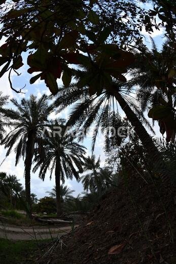 نخيل التمر، شجرة من فصيلة النخيل تُزرع لثمارها الحلوة الصالحة للأكل. وقد حظي نخيل التمر بتقدير كبير منذ أقدم العصور.