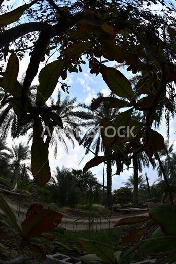 Date palm , tree of the palm family cultivated for its sweet edible fruits. The date palm has been prized from remotest antiquity.