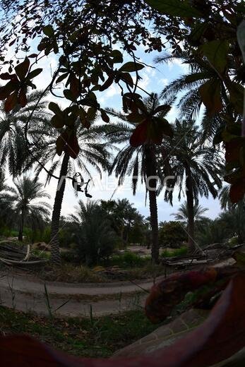 نخيل التمر، شجرة من فصيلة النخيل تُزرع لثمارها الحلوة الصالحة للأكل. وقد حظي نخيل التمر بتقدير كبير منذ أقدم العصور.