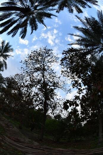 Date palm , tree of the palm family cultivated for its sweet edible fruits. The date palm has been prized from remotest antiquity.