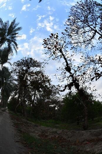 نخيل التمر، شجرة من فصيلة النخيل تُزرع لثمارها الحلوة الصالحة للأكل. وقد حظي نخيل التمر بتقدير كبير منذ أقدم العصور.