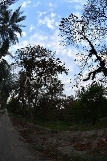 Date palm , tree of the palm family cultivated for its sweet edible fruits. The date palm has been prized from remotest antiquity.