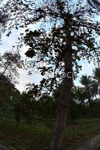 نخيل التمر، شجرة من فصيلة النخيل تُزرع لثمارها الحلوة الصالحة للأكل. وقد حظي نخيل التمر بتقدير كبير منذ أقدم العصور.