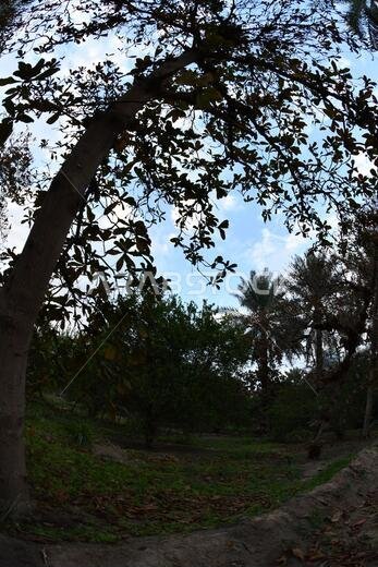 Date palm , tree of the palm family cultivated for its sweet edible fruits. The date palm has been prized from remotest antiquity.