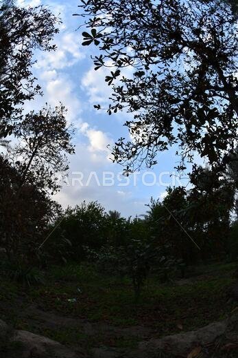Date palm , tree of the palm family cultivated for its sweet edible fruits. The date palm has been prized from remotest antiquity.