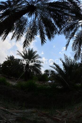 نخيل التمر، شجرة من فصيلة النخيل تُزرع لثمارها الحلوة الصالحة للأكل. وقد حظي نخيل التمر بتقدير كبير منذ أقدم العصور.