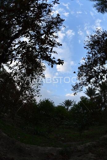 Date palm , tree of the palm family cultivated for its sweet edible fruits. The date palm has been prized from remotest antiquity.
