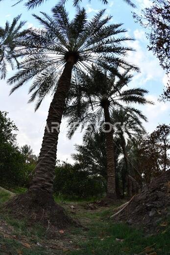 نخيل التمر، شجرة من فصيلة النخيل تُزرع لثمارها الحلوة الصالحة للأكل. وقد حظي نخيل التمر بتقدير كبير منذ أقدم العصور.