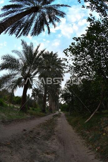 نخيل التمر، شجرة من فصيلة النخيل تُزرع لثمارها الحلوة الصالحة للأكل. وقد حظي نخيل التمر بتقدير كبير منذ أقدم العصور.