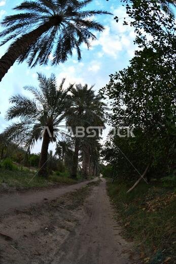 نخيل التمر، شجرة من فصيلة النخيل تُزرع لثمارها الحلوة الصالحة للأكل. وقد حظي نخيل التمر بتقدير كبير منذ أقدم العصور.