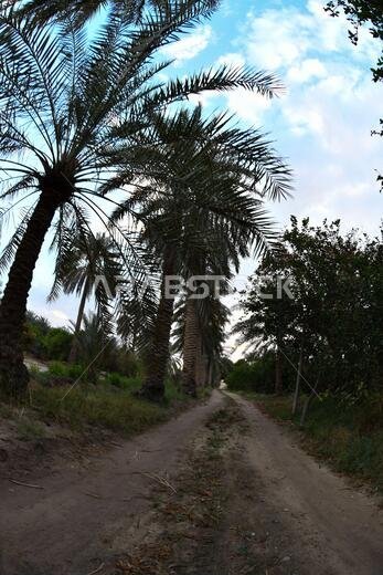 Date palm , tree of the palm family cultivated for its sweet edible fruits. The date palm has been prized from remotest antiquity.