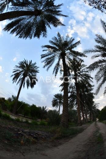 نخيل التمر، شجرة من فصيلة النخيل تُزرع لثمارها الحلوة الصالحة للأكل. وقد حظي نخيل التمر بتقدير كبير منذ أقدم العصور.