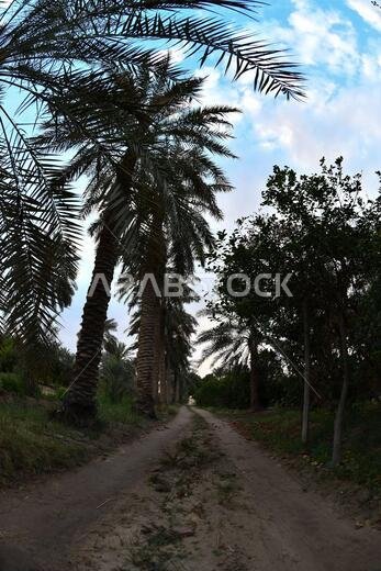 نخيل التمر، شجرة من فصيلة النخيل تُزرع لثمارها الحلوة الصالحة للأكل. وقد حظي نخيل التمر بتقدير كبير منذ أقدم العصور.