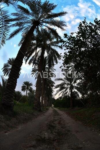 نخيل التمر، شجرة من فصيلة النخيل تُزرع لثمارها الحلوة الصالحة للأكل. وقد حظي نخيل التمر بتقدير كبير منذ أقدم العصور.