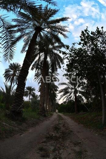 نخيل التمر، شجرة من فصيلة النخيل تُزرع لثمارها الحلوة الصالحة للأكل. وقد حظي نخيل التمر بتقدير كبير منذ أقدم العصور.