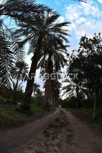 نخيل التمر، شجرة من فصيلة النخيل تُزرع لثمارها الحلوة الصالحة للأكل. وقد حظي نخيل التمر بتقدير كبير منذ أقدم العصور.