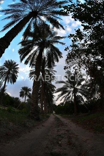 نخيل التمر، شجرة من فصيلة النخيل تُزرع لثمارها الحلوة الصالحة للأكل. وقد حظي نخيل التمر بتقدير كبير منذ أقدم العصور.