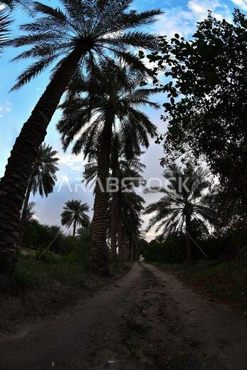 Date palm , tree of the palm family cultivated for its sweet edible fruits. The date palm has been prized from remotest antiquity.