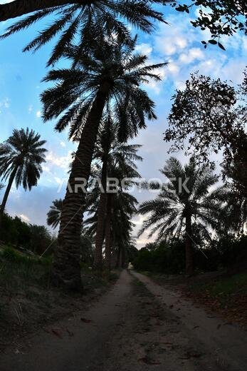 Date palm , tree of the palm family cultivated for its sweet edible fruits. The date palm has been prized from remotest antiquity.