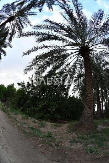 Date palm , tree of the palm family cultivated for its sweet edible fruits. The date palm has been prized from remotest antiquity.