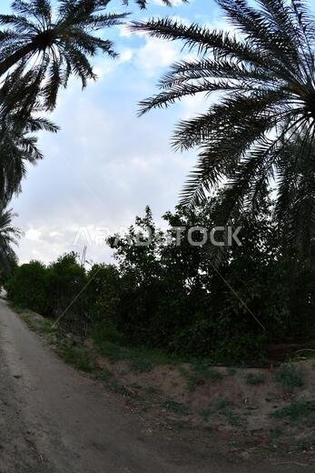 نخيل التمر، شجرة من فصيلة النخيل تُزرع لثمارها الحلوة الصالحة للأكل. وقد حظي نخيل التمر بتقدير كبير منذ أقدم العصور.