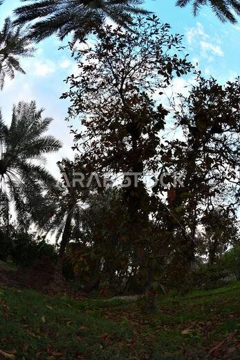 نخيل التمر، شجرة من فصيلة النخيل تُزرع لثمارها الحلوة الصالحة للأكل. وقد حظي نخيل التمر بتقدير كبير منذ أقدم العصور.