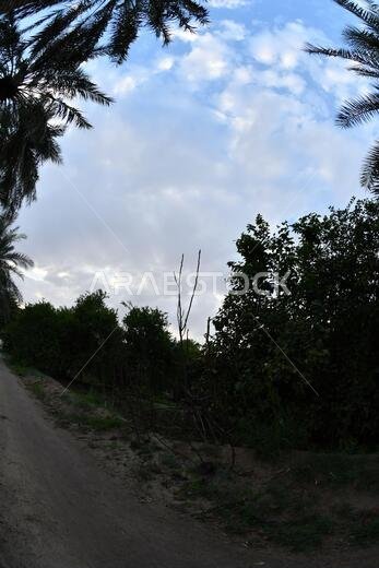Date palm , tree of the palm family cultivated for its sweet edible fruits. The date palm has been prized from remotest antiquity.