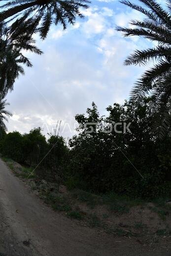 نخيل التمر، شجرة من فصيلة النخيل تُزرع لثمارها الحلوة الصالحة للأكل. وقد حظي نخيل التمر بتقدير كبير منذ أقدم العصور.