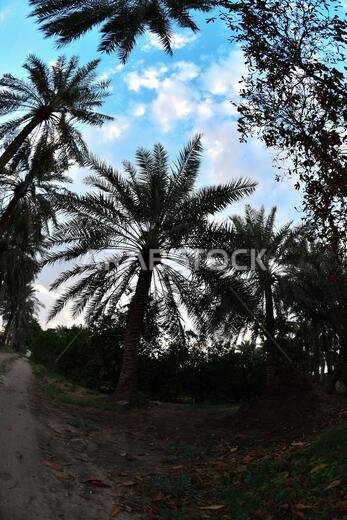 Date palm , tree of the palm family cultivated for its sweet edible fruits. The date palm has been prized from remotest antiquity.