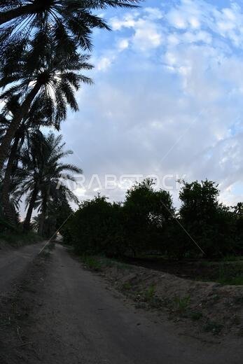 نخيل التمر، شجرة من فصيلة النخيل تُزرع لثمارها الحلوة الصالحة للأكل. وقد حظي نخيل التمر بتقدير كبير منذ أقدم العصور.