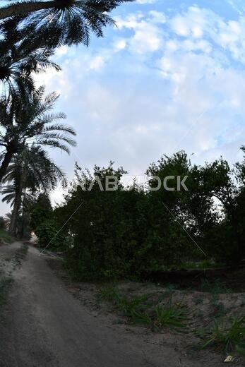 نخيل التمر، شجرة من فصيلة النخيل تُزرع لثمارها الحلوة الصالحة للأكل. وقد حظي نخيل التمر بتقدير كبير منذ أقدم العصور.