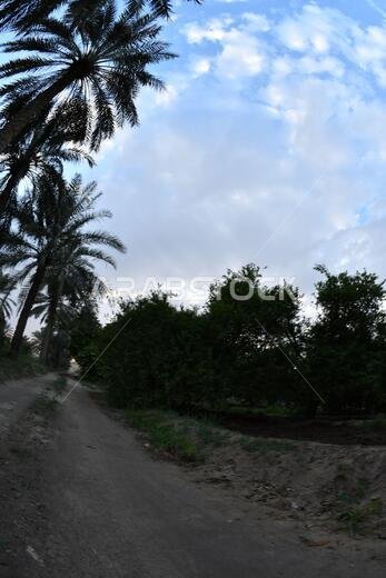 نخيل التمر، شجرة من فصيلة النخيل تُزرع لثمارها الحلوة الصالحة للأكل. وقد حظي نخيل التمر بتقدير كبير منذ أقدم العصور.