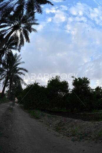 نخيل التمر، شجرة من فصيلة النخيل تُزرع لثمارها الحلوة الصالحة للأكل. وقد حظي نخيل التمر بتقدير كبير منذ أقدم العصور.