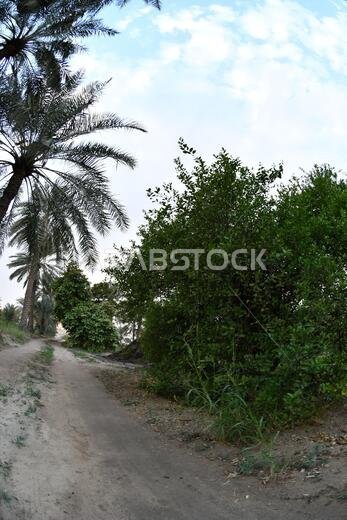 Date palm , tree of the palm family cultivated for its sweet edible fruits. The date palm has been prized from remotest antiquity.