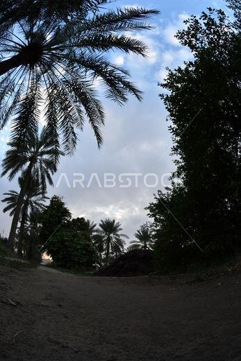 نخيل التمر، شجرة من فصيلة النخيل تُزرع لثمارها الحلوة الصالحة للأكل. وقد حظي نخيل التمر بتقدير كبير منذ أقدم العصور.