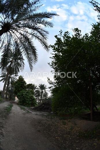 نخيل التمر، شجرة من فصيلة النخيل تُزرع لثمارها الحلوة الصالحة للأكل. وقد حظي نخيل التمر بتقدير كبير منذ أقدم العصور.