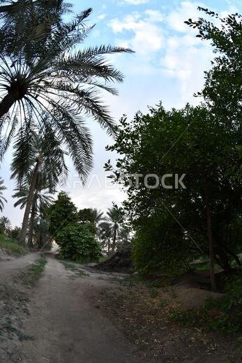 نخيل التمر، شجرة من فصيلة النخيل تُزرع لثمارها الحلوة الصالحة للأكل. وقد حظي نخيل التمر بتقدير كبير منذ أقدم العصور.