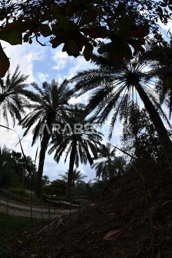 Date palm , tree of the palm family cultivated for its sweet edible fruits. The date palm has been prized from remotest antiquity.