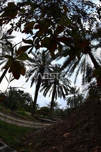 Date palm , tree of the palm family cultivated for its sweet edible fruits. The date palm has been prized from remotest antiquity.
