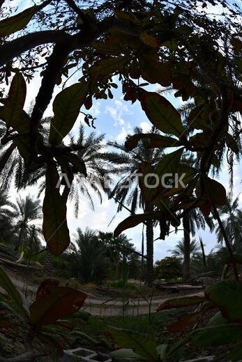 نخيل التمر، شجرة من فصيلة النخيل تُزرع لثمارها الحلوة الصالحة للأكل. وقد حظي نخيل التمر بتقدير كبير منذ أقدم العصور.