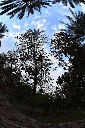 Date palm , tree of the palm family cultivated for its sweet edible fruits. The date palm has been prized from remotest antiquity.
