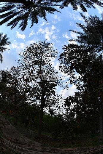 Date palm , tree of the palm family cultivated for its sweet edible fruits. The date palm has been prized from remotest antiquity.