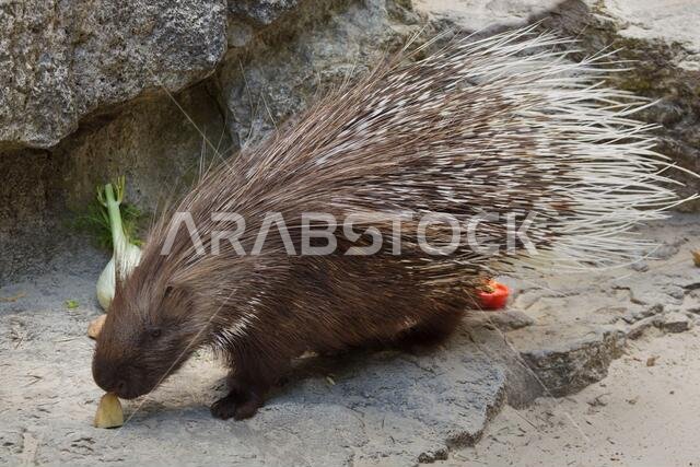 Indian crested porcupine (Hystrix indica), also known as the Indian porcupine.