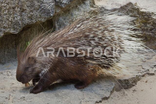القنفذ الهندي المتوج (Hystrix indica)، والمعروف أيضًا باسم القنفذ الهندي.